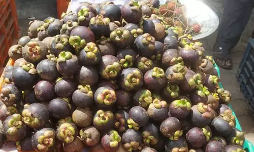 குமரியில் மங்குஸ்தான் பழ சீசன் தொடங்கியது;கிலோ ரூ.260 வரை விற்பனை