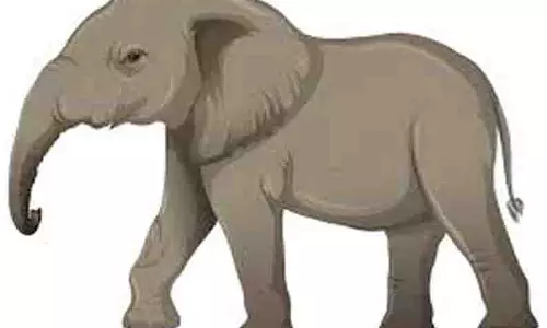 தாளவாடி அருகே நள்ளிரவில் கிராமத்துக்குள் புகுந்த ஒற்றை யானை தாளவாடி அருகே நள்ளிரவில் கிராமத்துக்குள் புகுந்த ஒற்றை யானை