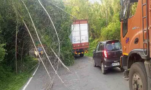 ஆசனூர் அருகே ரோட்டில் மரம் விழுந்து போக்குவரத்து பாதிப்பு