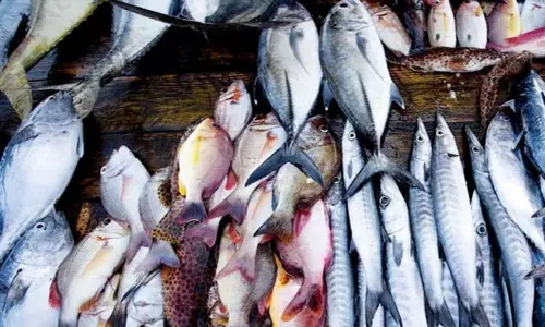 மீன் பிரியர்களுக்கு ஓர் அதிர்ச்சி செய்தி..!