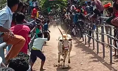 எருது விடும் திருவிழாவில் மாடுகள் முட்டி 16 பேர் காயம்