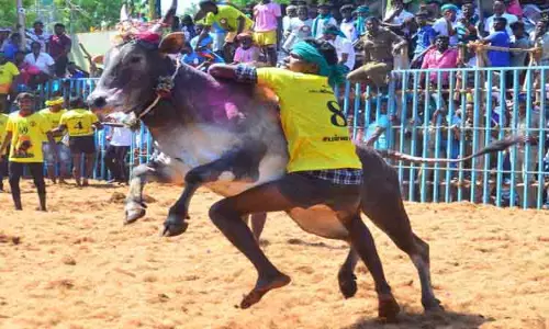 சீறி பாய்ந்த காளைகளுடன் மல்லுக்கட்டிய வீரர்கள் சீறி பாய்ந்த காளைகளுடன் மல்லுக்கட்டிய வீரர்கள்
