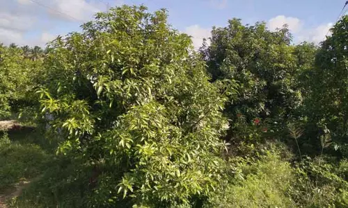 மாம்பழ விளைச்சல் பாதிப்பு