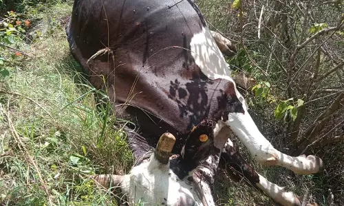 ஊருக்குள் புகுந்து மாட்டை அடித்துக்கொன்ற புலி ஊருக்குள் புகுந்து மாட்டை அடித்துக்கொன்ற புலி