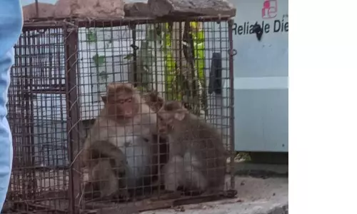 பொதுமக்களை அச்சுறுத்திய குரங்குகளை கூண்டு வைத்து பிடிக்கும் பணி பொதுமக்களை அச்சுறுத்திய குரங்குகளை கூண்டு வைத்து பிடிக்கும் பணி