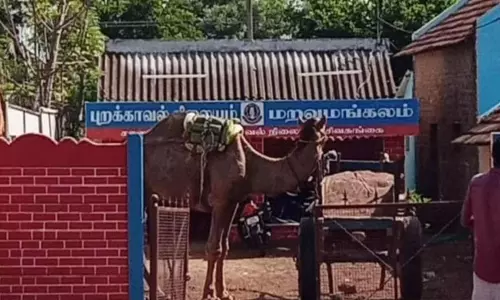 ராஜஸ்தானில் வாங்கிய ஒட்டகத்தை வைத்து சிவகங்கை ஆற்றில் மணல் கடத்திய நபர்