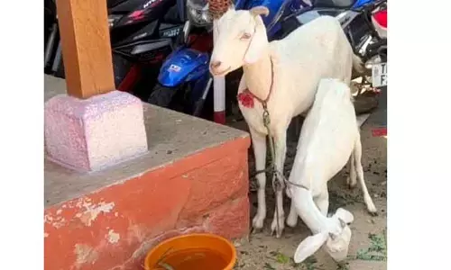 ஆடுகள் திருடிய வழக்கில் கல்லூரி மாணவர் உள்பட 2 பேர் கைது