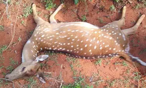 காரில் அடிபட்டு பெண் புள்ளிமான் சாவு காரில் அடிபட்டு பெண் புள்ளிமான் சாவு