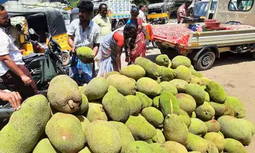 விற்பனைக்காக குவிந்த பலாப்பழங்கள் விற்பனைக்காக குவிந்த பலாப்பழங்கள்