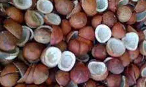 பரமத்திவேலூர் சந்தையில்  ரூ.12 லட்சத்து 91 ஆயிரத்திற்கு தேங்காய் பருப்பு ஏலம்