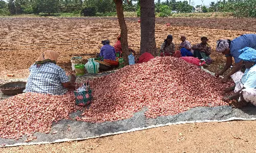 சின்ன வெங்காயம் சாகுபடி சின்ன வெங்காயம் சாகுபடி