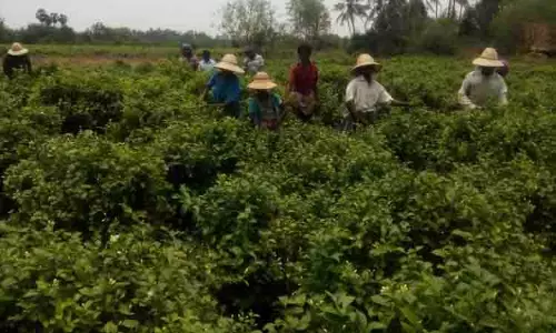 தொப்பி அணிந்து மல்லிகை பூக்களை பறிக்கும் பொதுமக்கள்