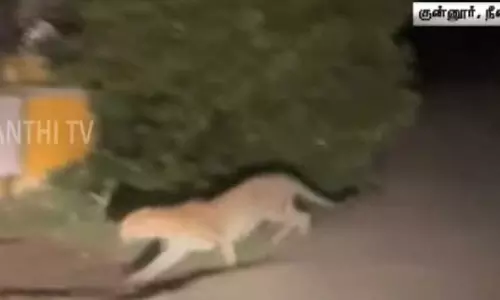 குன்னூர்: இரவில் சர்வ சாதாரணமா உலா வரும் சிறுத்தையால் மக்கள் அச்சம் குன்னூர்: இரவில் சர்வ சாதாரணமா உலா வரும் சிறுத்தையால் மக்கள் அச்சம்