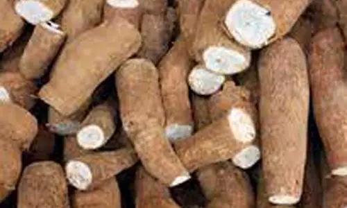 பரமத்திவேலூர் பகுதியில்  மரவள்ளிக்கிழங்கு விலை உயர்வு  விவசாயிகள் மகிழ்ச்சி