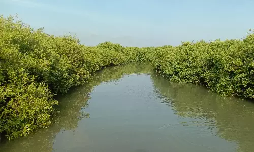 நாகையில் ஒரு அலையாத்திக்காடு