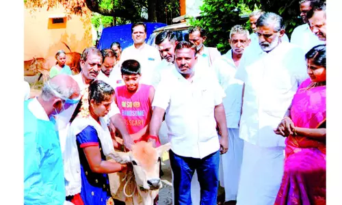 கால்நடைகளுக்கு தடுப்பூசி முகாம்