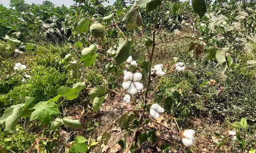 பருத்திக்கு கிலோ ரூ.125 விலை; விவசாயிகள் மகிழ்ச்சி