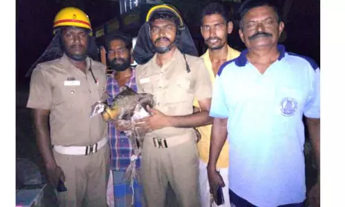 கிணற்றில் தவறி விழுந்த மயில் உயிருடன் மீட்பு கிணற்றில் தவறி விழுந்த மயில் உயிருடன் மீட்பு