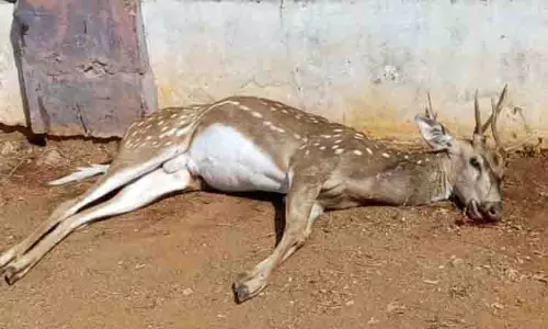 வாகனம் மோதி புள்ளிமான் பலி