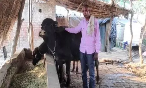 உத்தர பிரதேசத்தில் எருமைக்கு டி.என்.ஏ. பரிசோதனை... உத்தர பிரதேசத்தில் எருமைக்கு டி.என்.ஏ. பரிசோதனை...