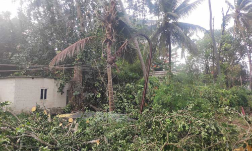 மரம் முறிந்து மின்கம்பத்தில் விழுந்ததால் மின்தடை