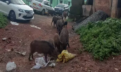 குடியிருப்பு பகுதிகளில் நடமாடும் காட்டுப்பன்றிகள்