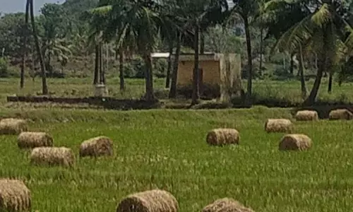 விற்பனைக்கு தயாரான வைக்கோல் போர் விற்பனைக்கு தயாரான வைக்கோல் போர்