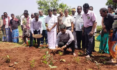 மரக்கன்றுகள் நடும் பணி மரக்கன்றுகள் நடும் பணி