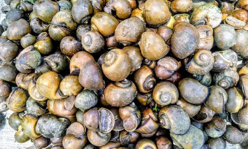 மருத்துவ குணம் கொண்ட நத்தை கிலோ ரூ.300-க்கு விற்பனை