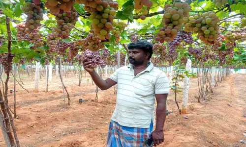 திராட்சை சாகுபடி செய்து அசத்தும் என்ஜினீயரிங் பட்டதாரி திராட்சை சாகுபடி செய்து அசத்தும் என்ஜினீயரிங் பட்டதாரி