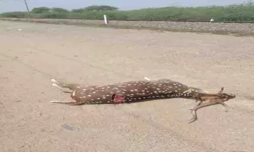 ரெயிலில் அடிபட்டு புள்ளிமான் சாவு ரெயிலில் அடிபட்டு புள்ளிமான் சாவு