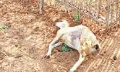 ஆட்டை கடித்த மர்ம விலங்கு