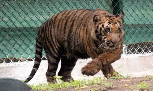 புலிக்குட்டிக்கு வேட்டையாட பயிற்சி புலிக்குட்டிக்கு வேட்டையாட பயிற்சி