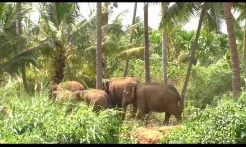 குட்டிகளுடன் ஊருக்குள் புகுந்த காட்டு யானைகள்