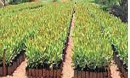 மரக்கன்று நடும் விழா