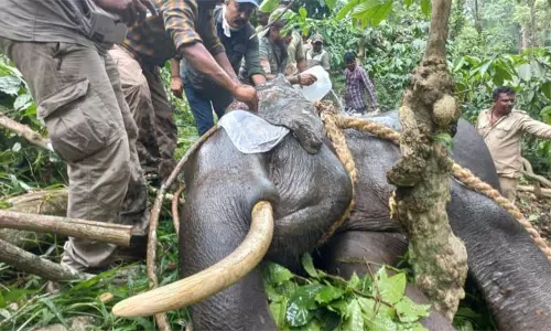 தொடர் அட்டகாசம் செய்து வந்த காட்டு யானை பிடிபட்டது தொடர் அட்டகாசம் செய்து வந்த காட்டு யானை பிடிபட்டது
