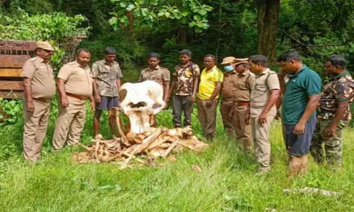 கால்வாயில் காட்டு யானையின் எலும்பு கூடு மீட்பு