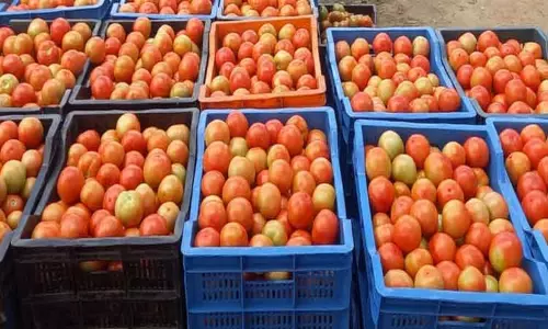 தக்காளி விலை வீழ்ச்சி; கிலோ ரூ.47-க்கு விற்பனை தக்காளி விலை வீழ்ச்சி; கிலோ ரூ.47-க்கு விற்பனை