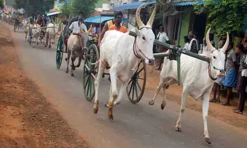 சீறிப்பாய்ந்த மாட்டு வண்டிகள்