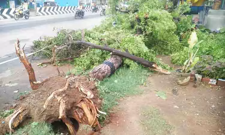 சூறைக்காற்றுடன் பெய்த மழையால் மரங்கள் சாய்ந்தன