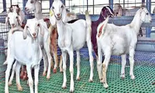 கடம்பூரில் 18 வெள்ளாடுகள் திருட்டு கடம்பூரில் 18 வெள்ளாடுகள் திருட்டு