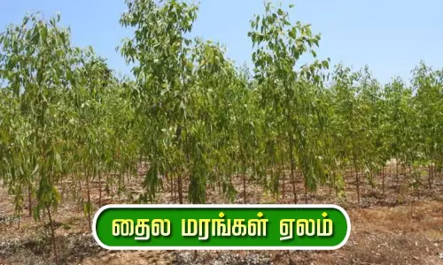 பெருங்காவூர் ஊராட்சியில் ரூ.11 லட்சத்துக்கு தைல மரங்கள் ஏலம் பெருங்காவூர் ஊராட்சியில் ரூ.11 லட்சத்துக்கு தைல மரங்கள் ஏலம்