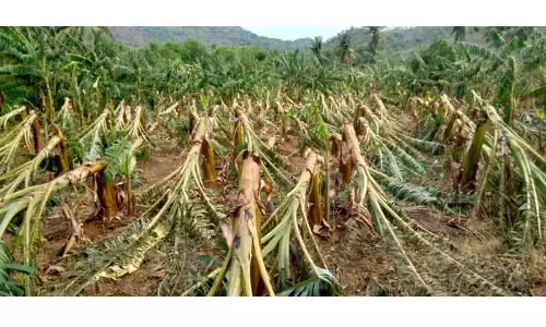 30 ஹெக்டேர் வாழை மரங்கள் நாசம் 30 ஹெக்டேர் வாழை மரங்கள் நாசம்