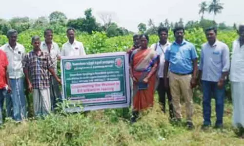 பட்டுப்புழு வளர்ப்பு மூலம் விவசாயிகள் கூடுதல் வருவாய் பெறலாம்- வேளாண் உதவி இயக்குனர் பட்டுப்புழு வளர்ப்பு மூலம் விவசாயிகள் கூடுதல் வருவாய் பெறலாம்- வேளாண் உதவி இயக்குனர்