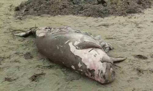 இறந்த நிலையில் கரை ஒதுங்கிய அரிய வகை கடல் பசு