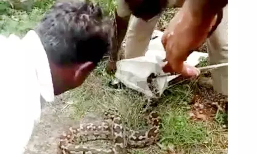 12 அடி நீள மலைப்பாம்பு பிடிபட்டது 12 அடி நீள மலைப்பாம்பு பிடிபட்டது