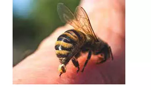 தேனீக்கள் கொட்டி 6 பேர் காயம்