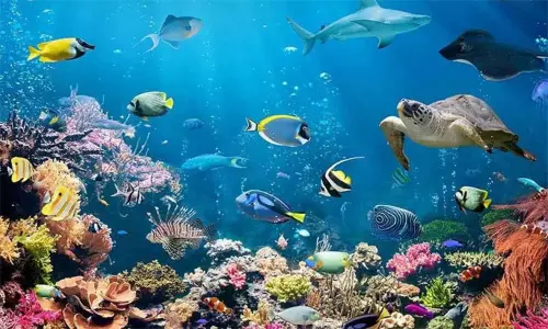 இன்று உலக பெருங்கடல் தினம்..! இன்று உலக பெருங்கடல் தினம்..!