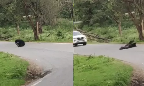 முதுமலை-மைசூர் சாலையை மறித்து குறும்பு செய்த கரடி குட்டி...! முதுமலை-மைசூர் சாலையை மறித்து குறும்பு செய்த கரடி குட்டி...!