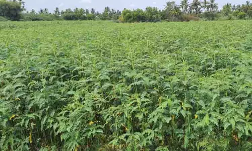 பச்சைப் பசேலென வளர்ந்துள்ள அகத்தி செடிகள்